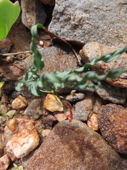 Babiana striata (Babiana striata)