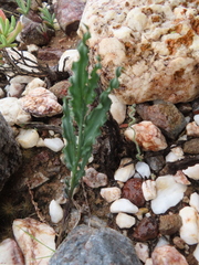 Babiana striata (Babiana striata)
