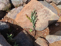 Babiana striata (Babiana striata)