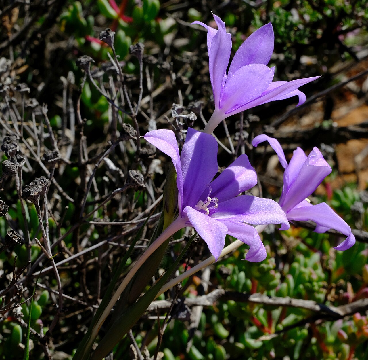 Babiana symmetrantha: Babiana symmetrantha, photographed by Nick Helme, on 26 August 2020, at Langberg 4, about 45 km northwest of Loriesfontein, Northern Cape province of South Afri
