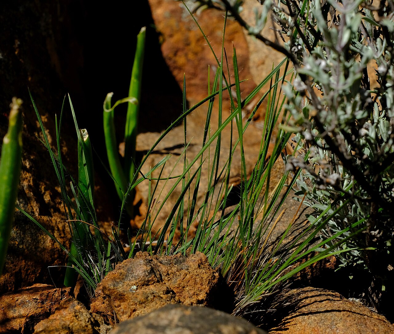 Babiana symmetrantha: Babiana symmetrantha, photographed by Nick Helme, on 26 August 2020, at Langberg 4, about 45 km northwest of Loriesfontein, Northern Cape province of South Afri