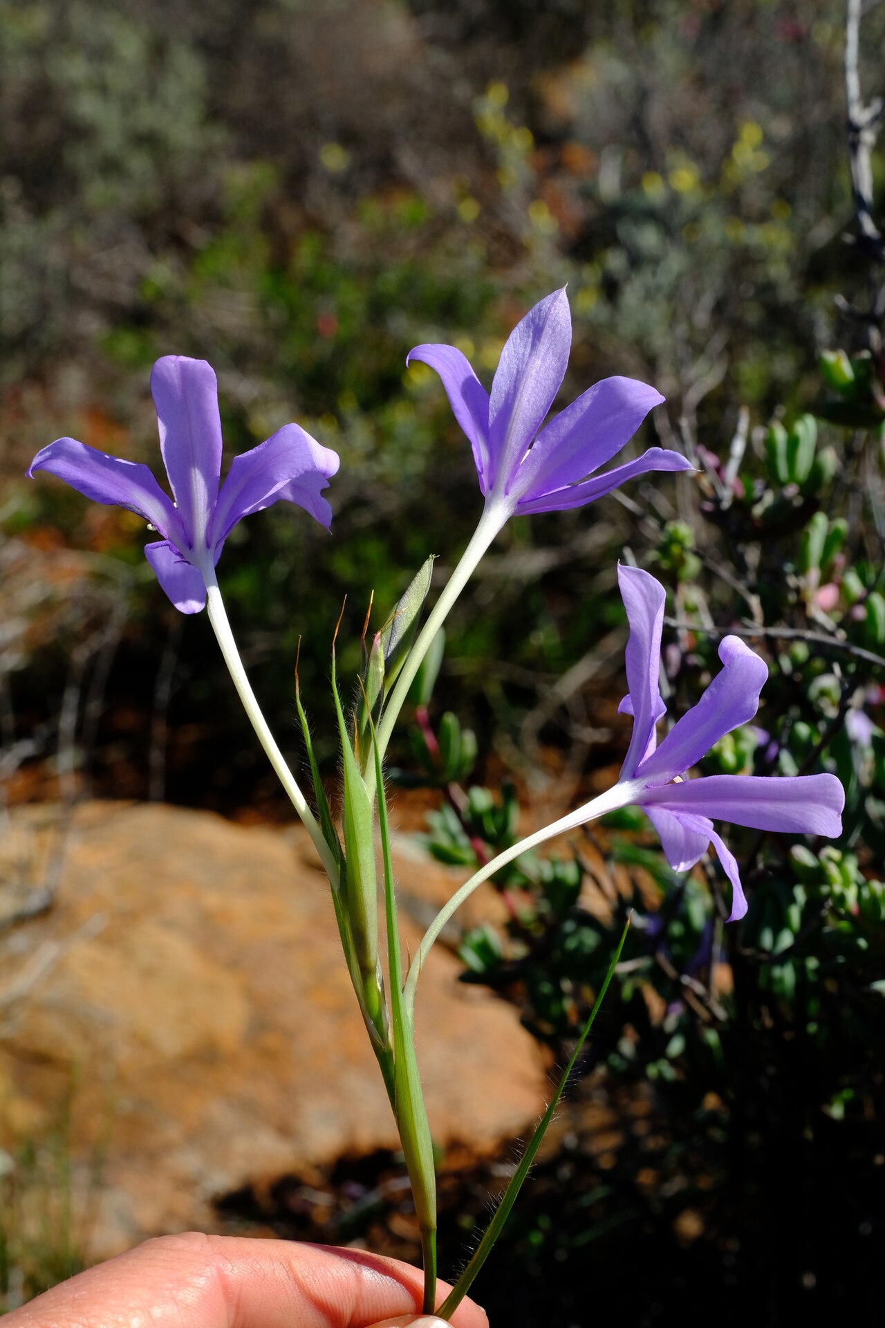 Babiana symmetrantha: Babiana symmetrantha, photographed by Nick Helme, on 26 August 2020, at Langberg 4, about 45 km northwest of Loriesfontein, Northern Cape province of South Afri