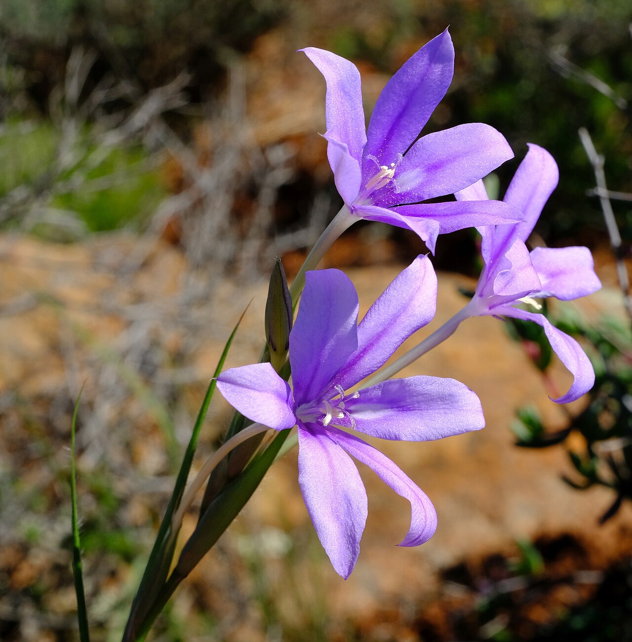 Babiana symmetrantha: Babiana symmetrantha, photographed by Nick Helme, on 26 August 2020, at Langberg 4, about 45 km northwest of Loriesfontein, Northern Cape province of South Afri