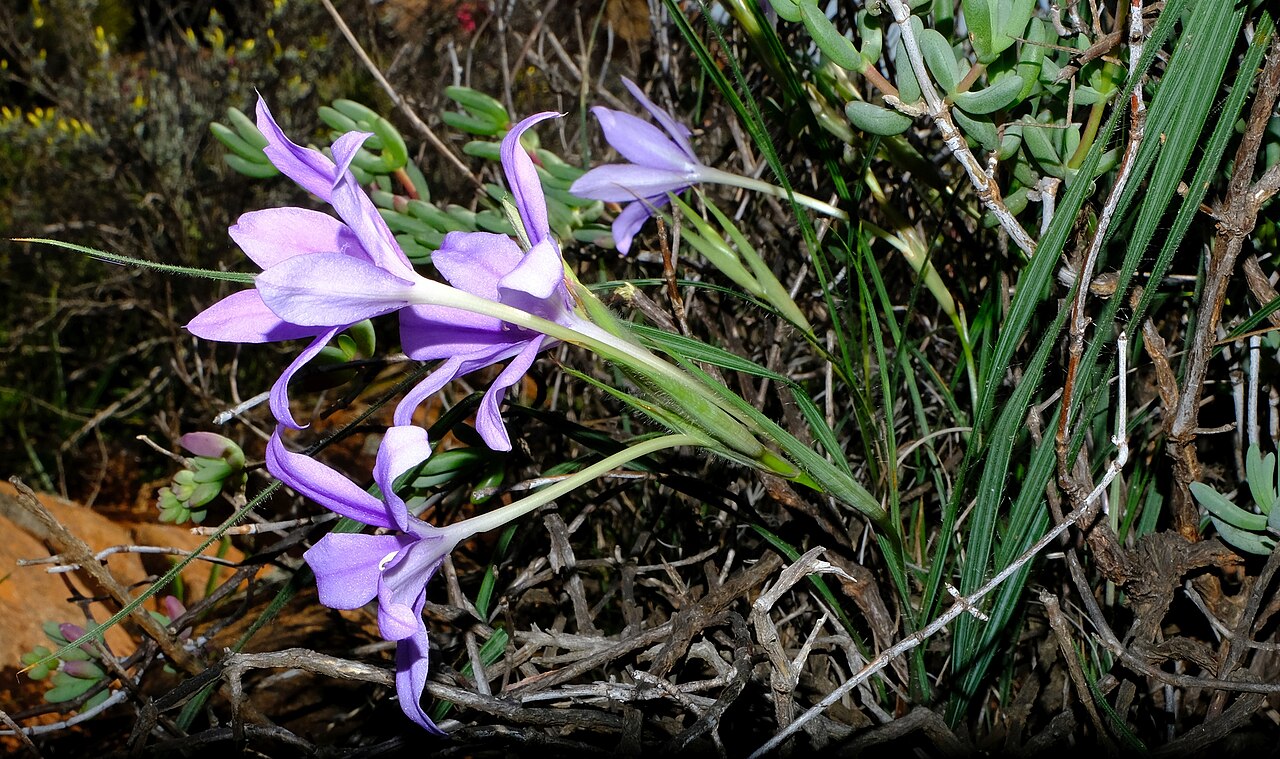 Babiana symmetrantha: Babiana symmetrantha, photographed by Nick Helme, on 26 August 2020, at Langberg 4, about 45 km northwest of Loriesfontein, Northern Cape province of South Afri