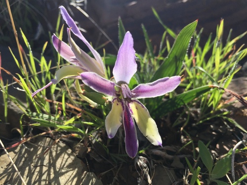 Babiana tanquana (Babiana tanquana)