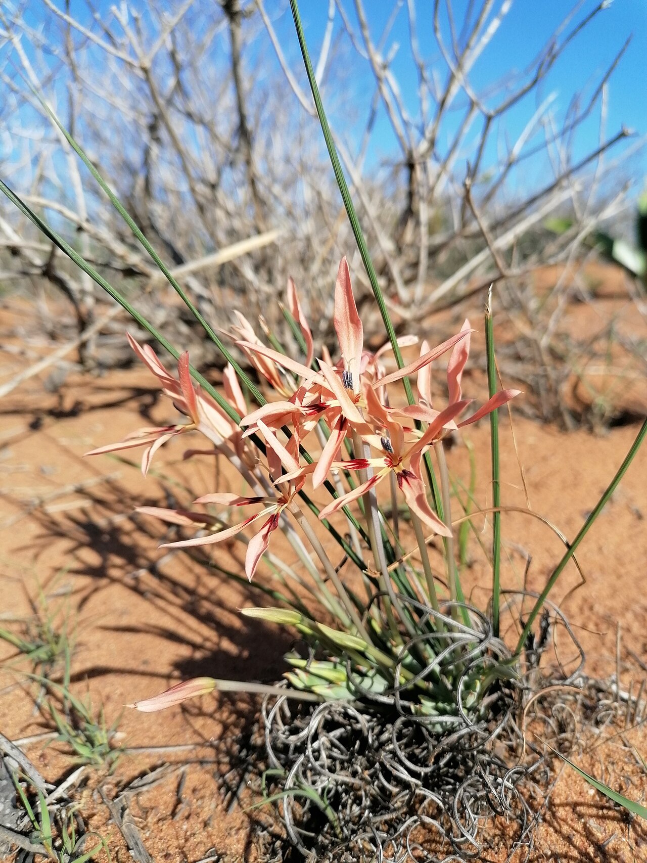 Babiana teretifolia: Babiana teretifolia, photographed by Paul Emms, in September 2020, at Vredendal, Western Cape province of South Africa