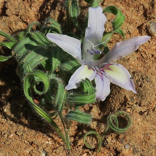 Babiana torta: Babiana torta, photographed by Kevin Murray, on 6 July 2019 at Farm Brakputs, Kamiesberg range, Namaqualand, South Africa