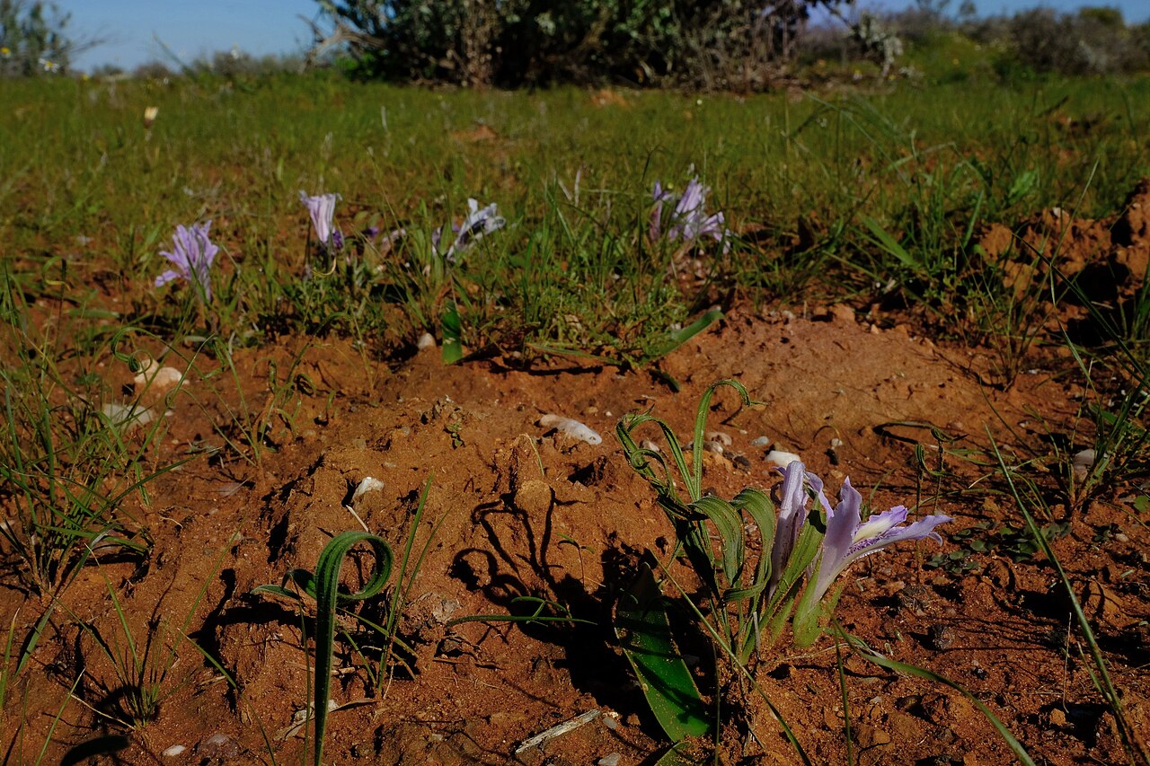 Babiana toximontana: Babiana toximontana, photographed by Nick Helme, on 18 July 2021, about 14 km north of Klawer, Western Cape province of South Africa