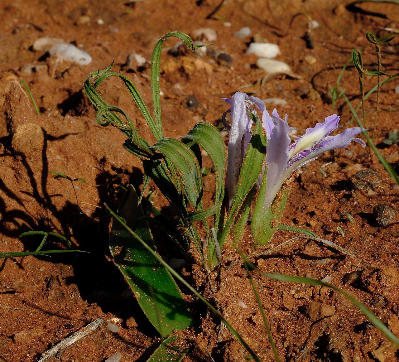 Babiana toximontana: Babiana toximontana, photographed by Nick Helme, on 18 July 2021, about 14 km north of Klawer, Western Cape province of South Africa