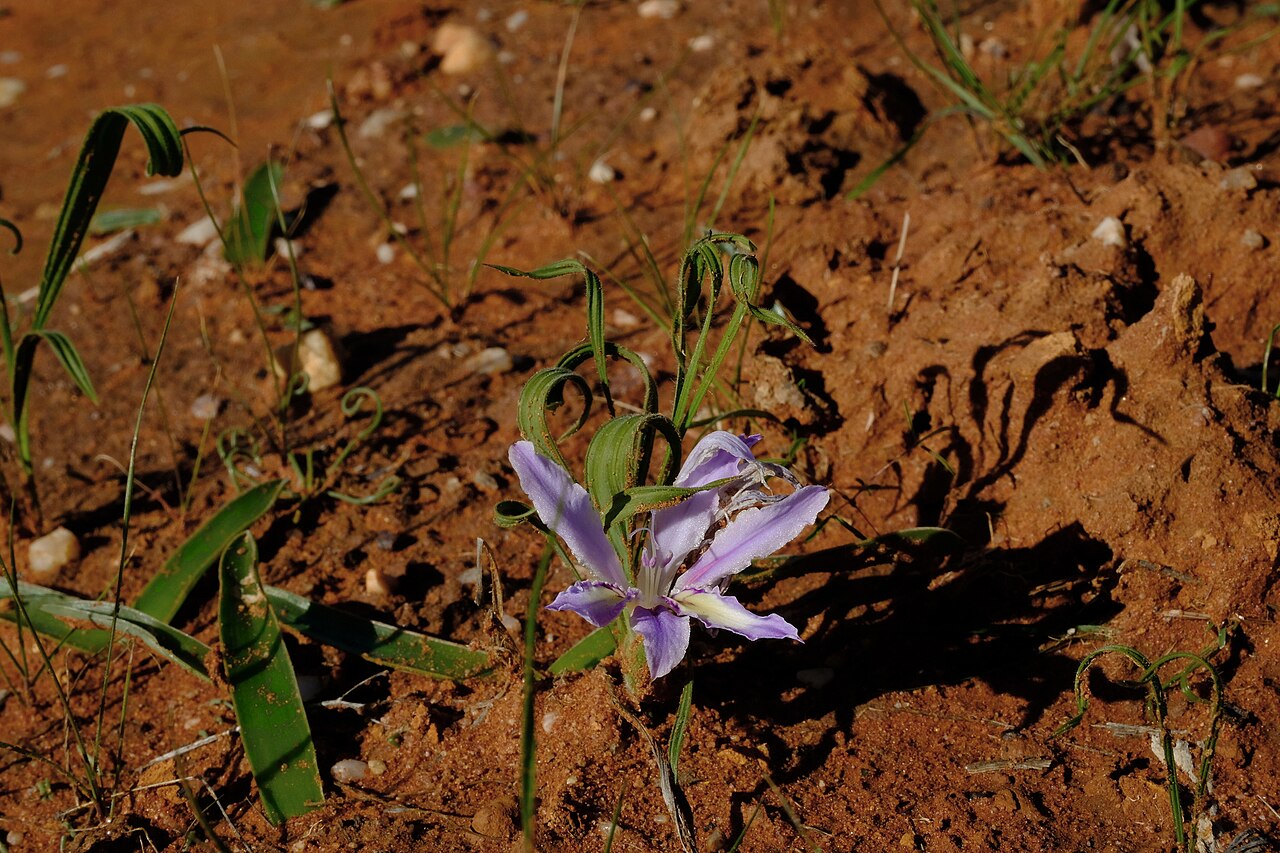 Babiana toximontana: Babiana toximontana, photographed by Nick Helme, on 18 July 2021, about 14 km north of Klawer, Western Cape province of South Africa
