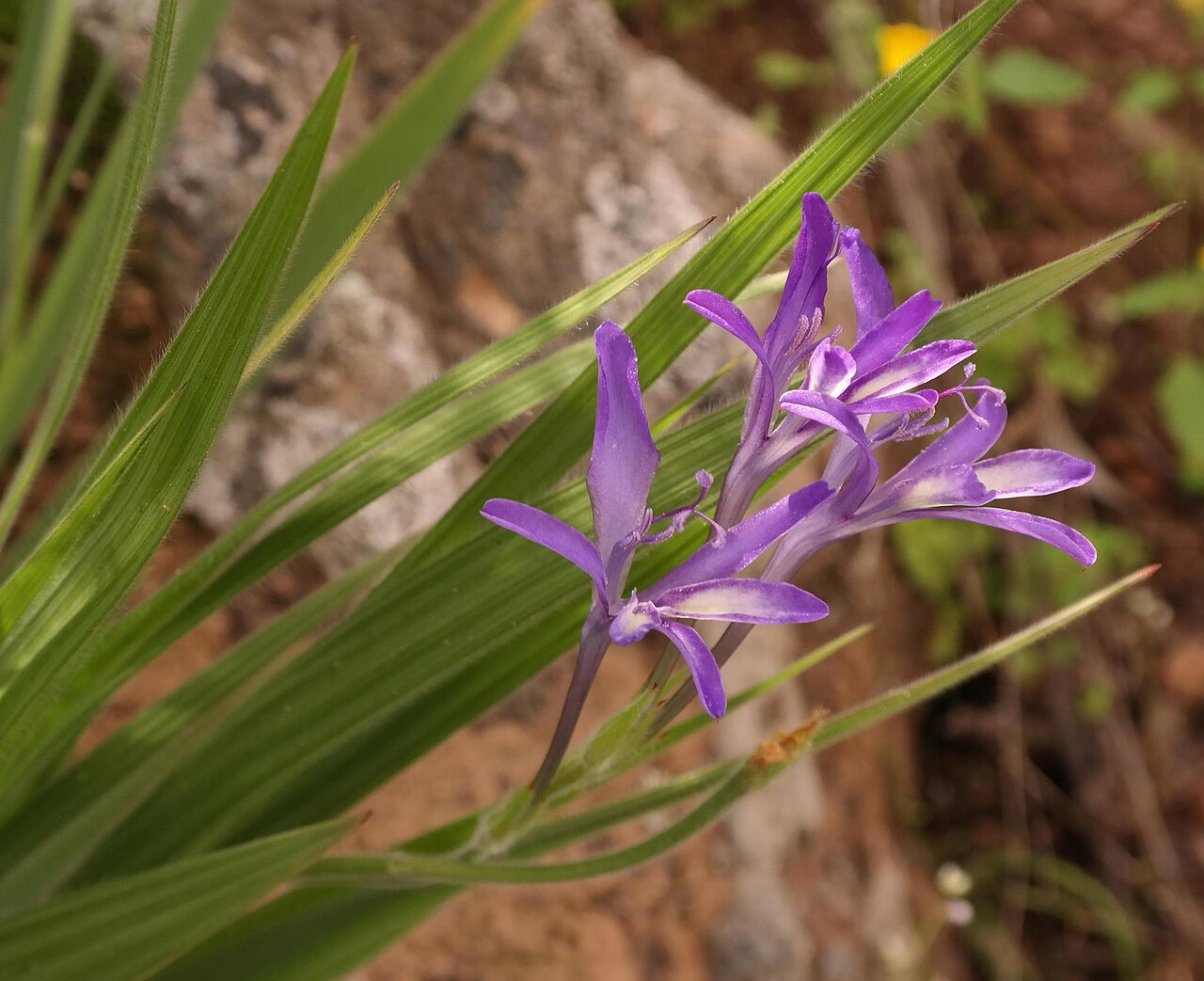 Babiana tubaeformis: Babiana tubaeformis, photographed by Nick Helme, on 8 September 2016, at Piekenierskloof Pass, near Citrusdal, Western Cape province of South Africa