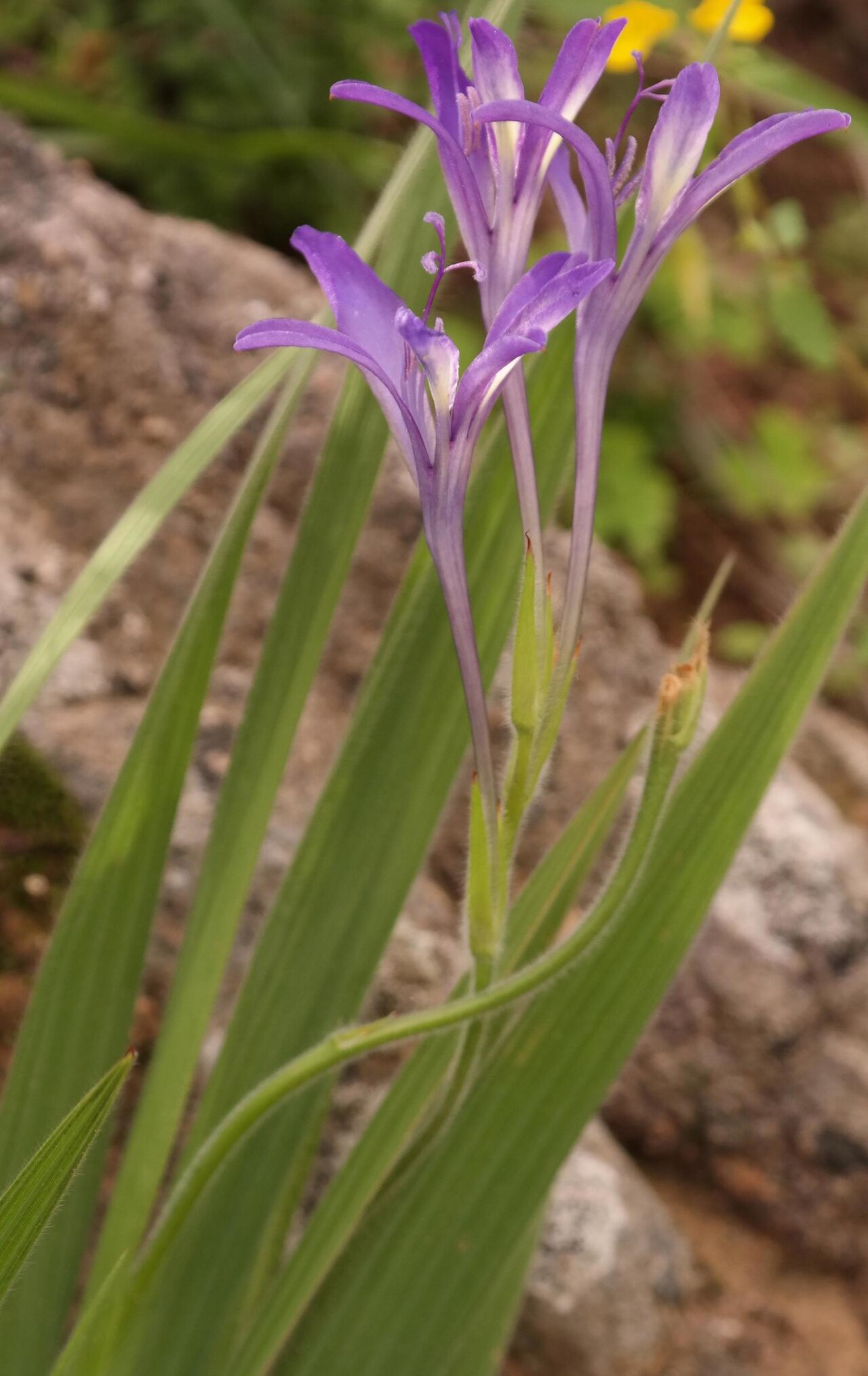 Babiana tubaeformis: Babiana tubaeformis, photographed by Nick Helme, on 8 September 2016, at Piekenierskloof Pass, near Citrusdal, Western Cape province of South Africa