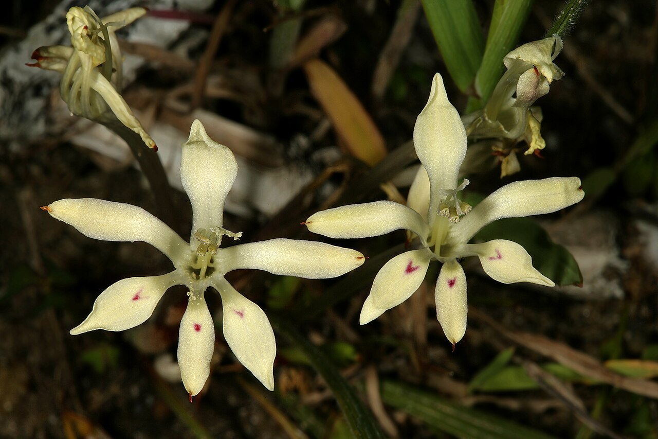 Babiana tubiflora: Babiana tubiflora , flowers, with red marks on three lower tepals. Coastal dunes, Koeberg Nature Reseve, Melkbosstrand, Western Cape, South Africa