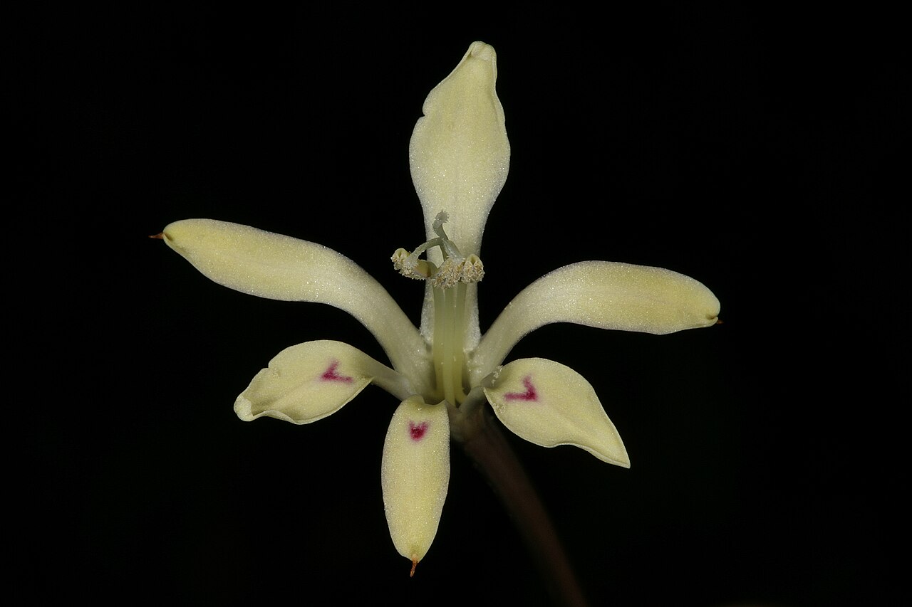 Babiana tubiflora: Babiana tubiflora , flower, with red marks on three lower tepals. Coastal dunes, Koeberg Nature Reseve, Melkbosstrand, Western Cape, South Africa