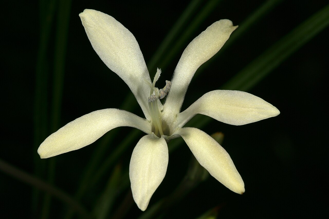 Babiana tubiflora: Babiana tubiflora , flowers, without any red marks on three lower tepals. Coastal dunes, Koeberg Nature Reseve, Melkbosstrand, Western Cape, South Africa