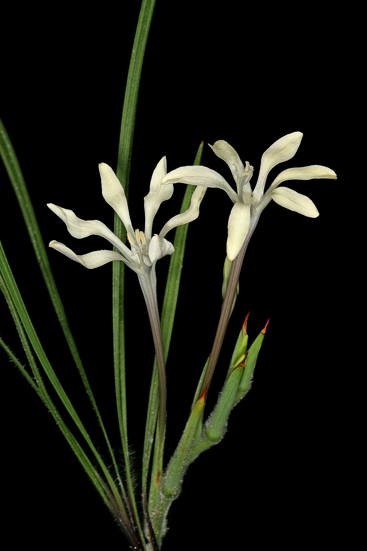 Babiana tubiflora: Babiana tubiflora , inflorescence; flowers without red marks on three lower tepals. Coastal dunes, Koeberg Nature Reseve, Melkbosstrand, Western Cape, South Afr
