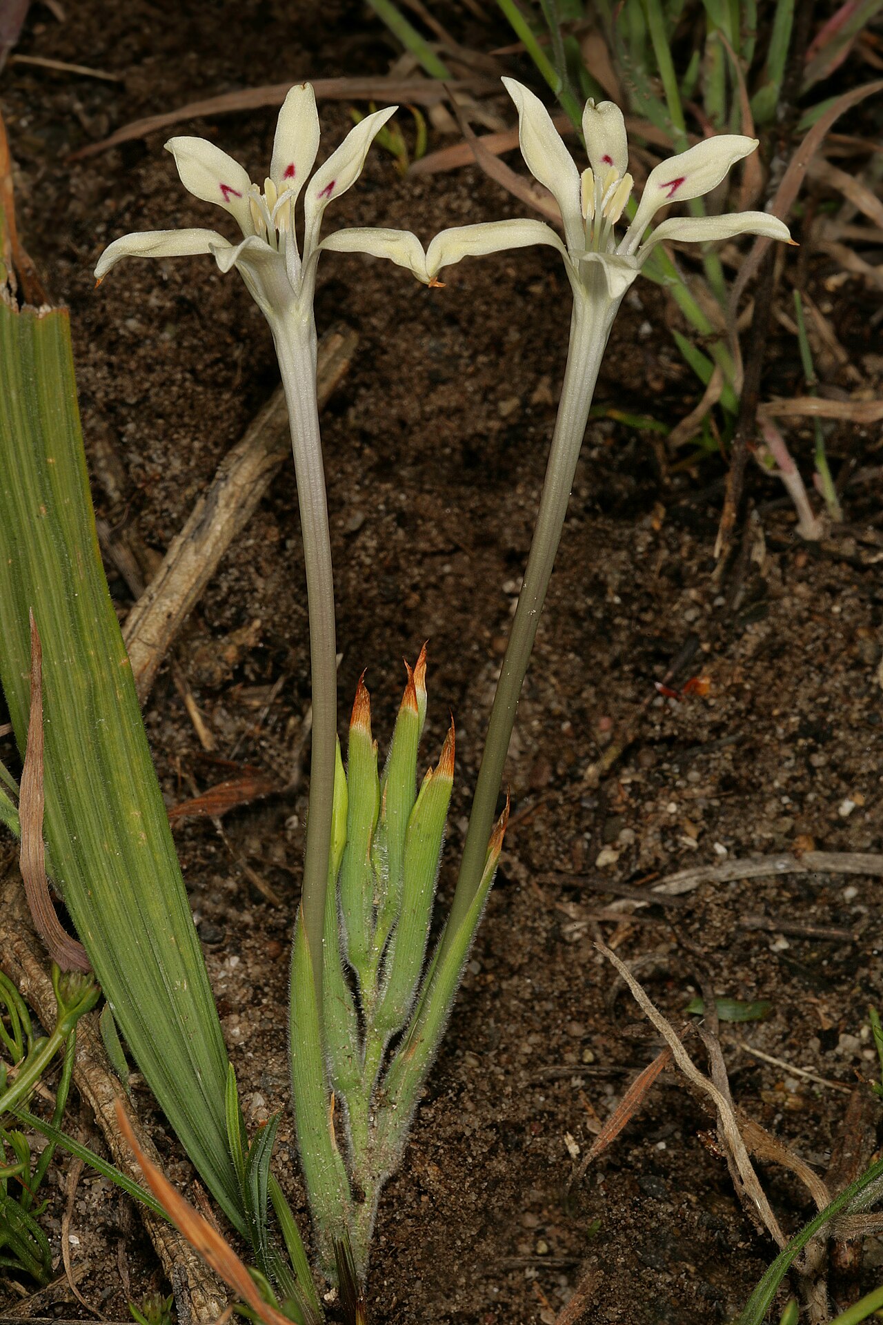 Babiana tubiflora: Babiana tubiflora , plant in flower; the latter with red marks on three lower tepals. Coastal dunes, Koeberg Nature Reseve, Melkbosstrand, Western Cape, South A
