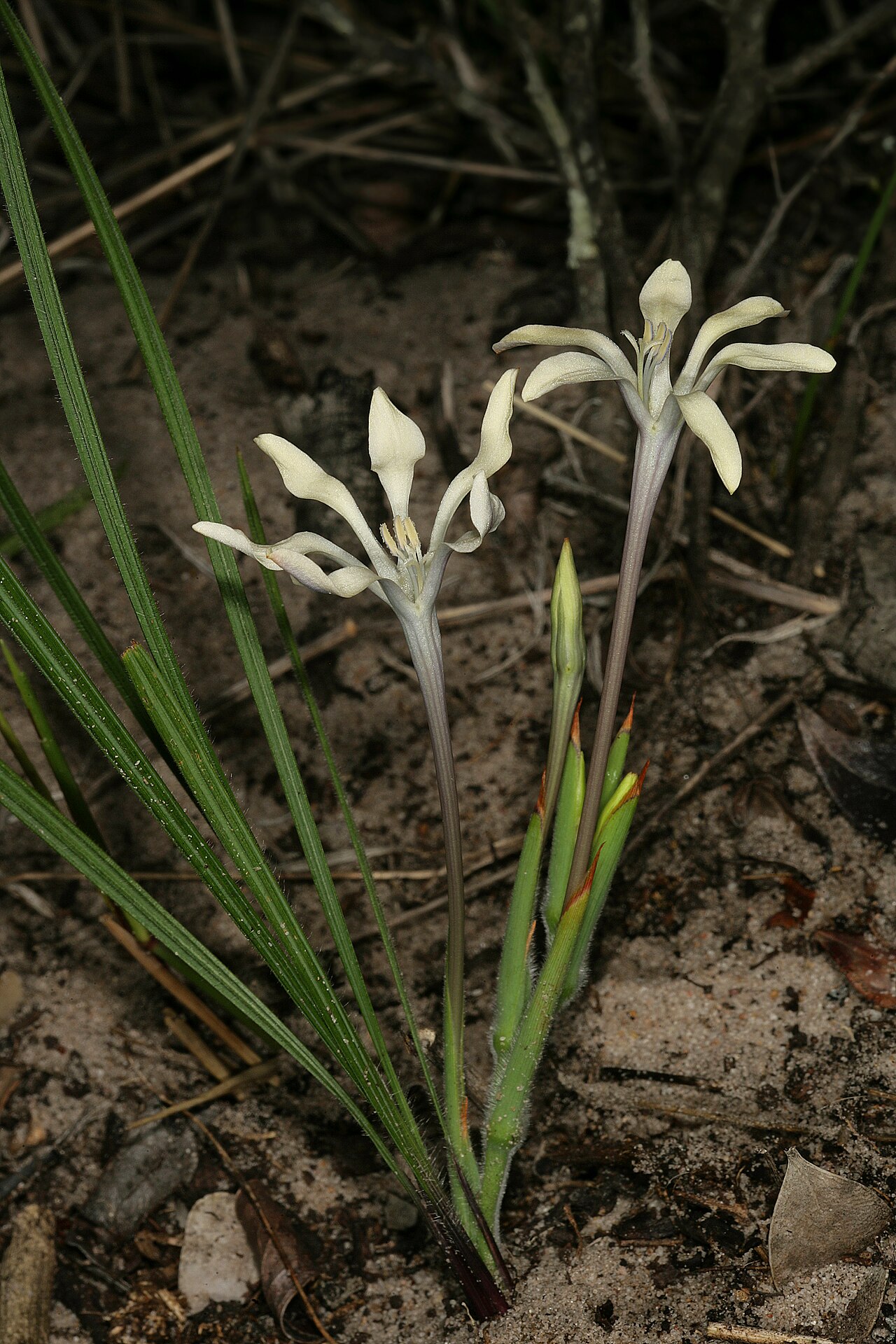 Babiana tubiflora: Babiana tubiflora , plant in flower, the latter without red marks on three lower tepals. Coastal dunes, Koeberg Nature Reseve, Melkbosstrand, Western Cape, Sout