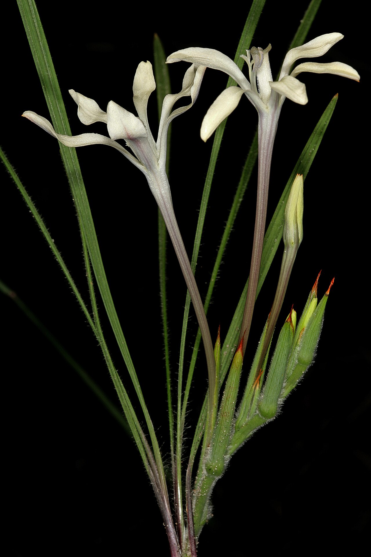 Babiana tubiflora: Babiana tubiflora , inflorescence, showing flowers with long perianth tubes. Coastal dunes, Koeberg Nature Reseve, Melkbosstrand, Western Cape, South Africa