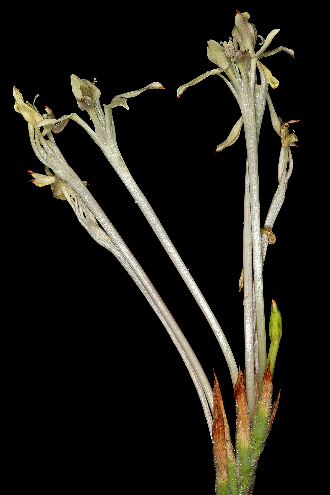 Babiana tubiflora: Babiana tubiflora , inflorescence, showing flowers with long perianth tubes. Coastal dunes, Koeberg Nature Reseve, Melkbosstrand, Western Cape, South Africa