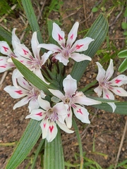 Babiana tubulosa (Babiana tubulosa)