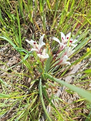 Babiana tubulosa (Babiana tubulosa)