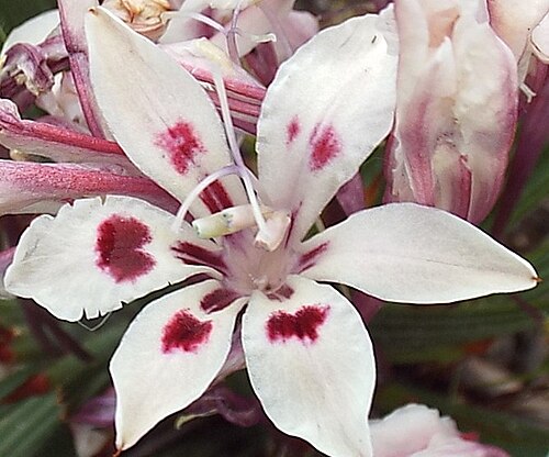 Babiana tubulosa: Babiana tubulosa, photographed by Charles Stirton, on 18 September 2014, Darling Flower Show, Darling, 7345, Western Cape province of South Africa