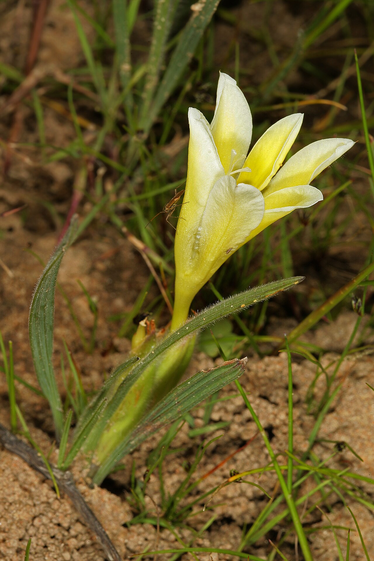 Babiana vanzijliae: Babiana vanzijliae , plant in flower; farm Oorlogskloof, Nieuwoudtville, Northern Cape, South Africa