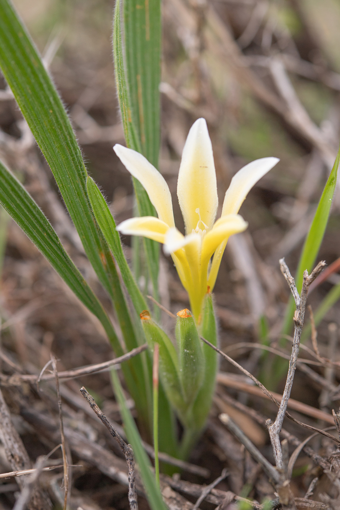 Babiana vanzijliae (Babiana vanzijliae)