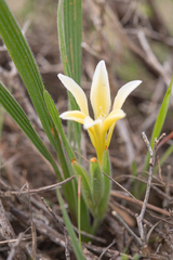 Babiana vanzijliae (Babiana vanzijliae)