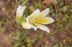 Babiana vanzijliae (Babiana vanzijliae)