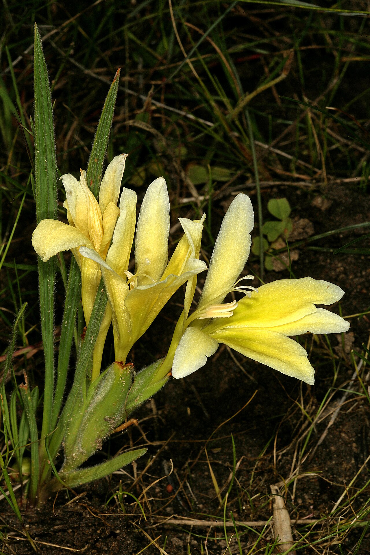 Babiana vanzijliae: Babiana vanzijliae , plant in flower; farm Oorlogskloof, Nieuwoudtville, Northern Cape, South Africa