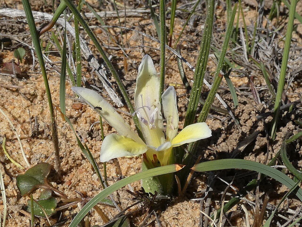 Babiana vanzijliae: Babiana vanzijliae , at Avontuur estate, north of Nieuwoudtville, Northern Cape, Zuid-Afrika