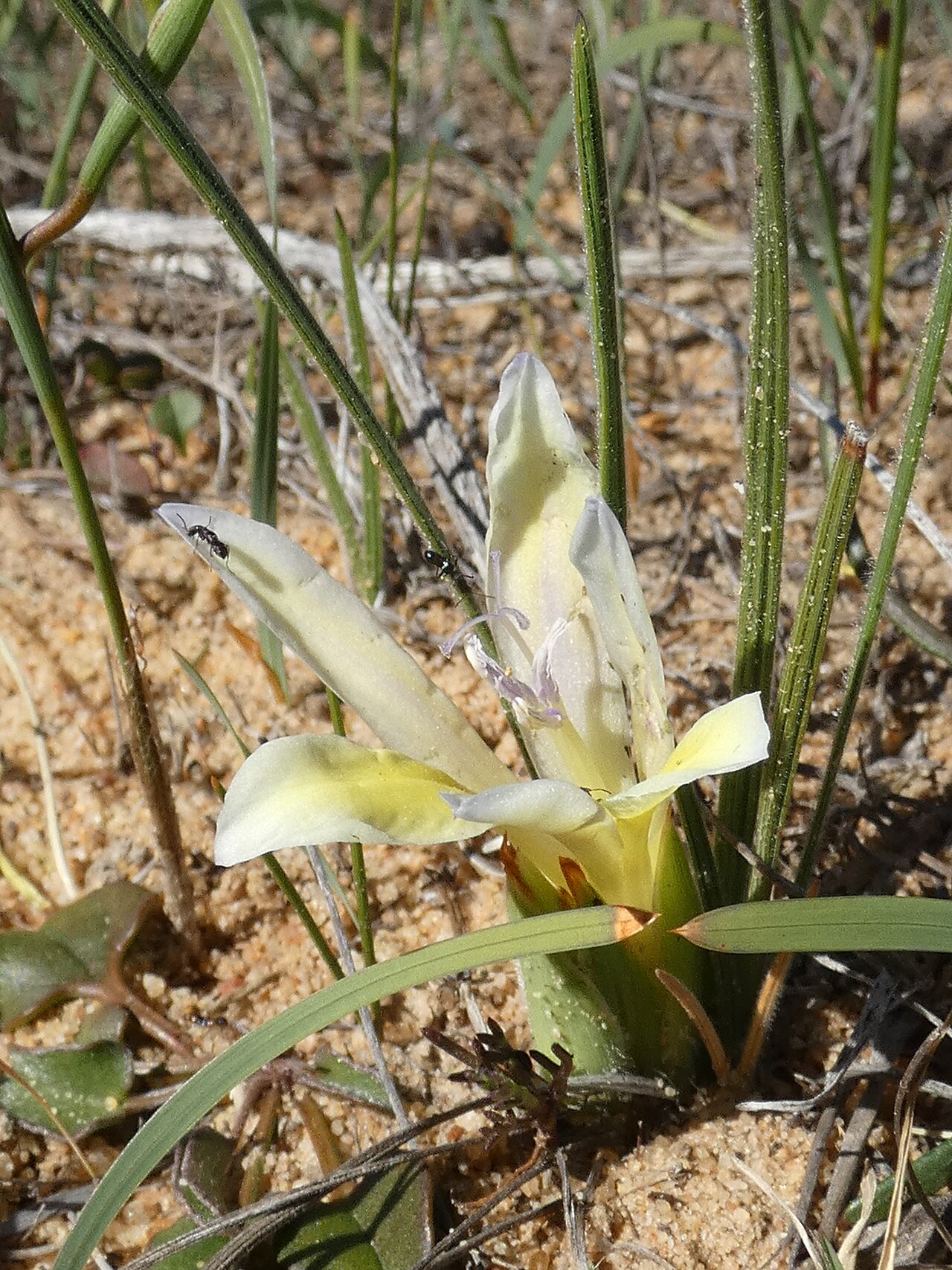 Babiana vanzijliae: Babiana vanzijliae , at Avontuur estate, north of Nieuwoudtville, Northern Cape, Zuid-Afrika