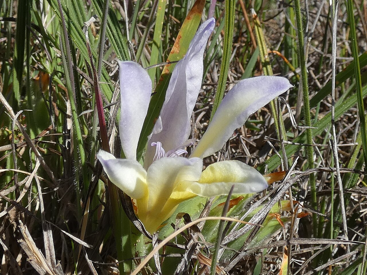 Babiana vanzijliae: Babiana vanzijliae , at Avontuur estate, north of Nieuwoudtville, Northern Cape, Zuid-Afrika