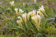 Babiana vanzijliae (Babiana vanzijliae)