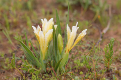 Babiana vanzijliae (Babiana vanzijliae)