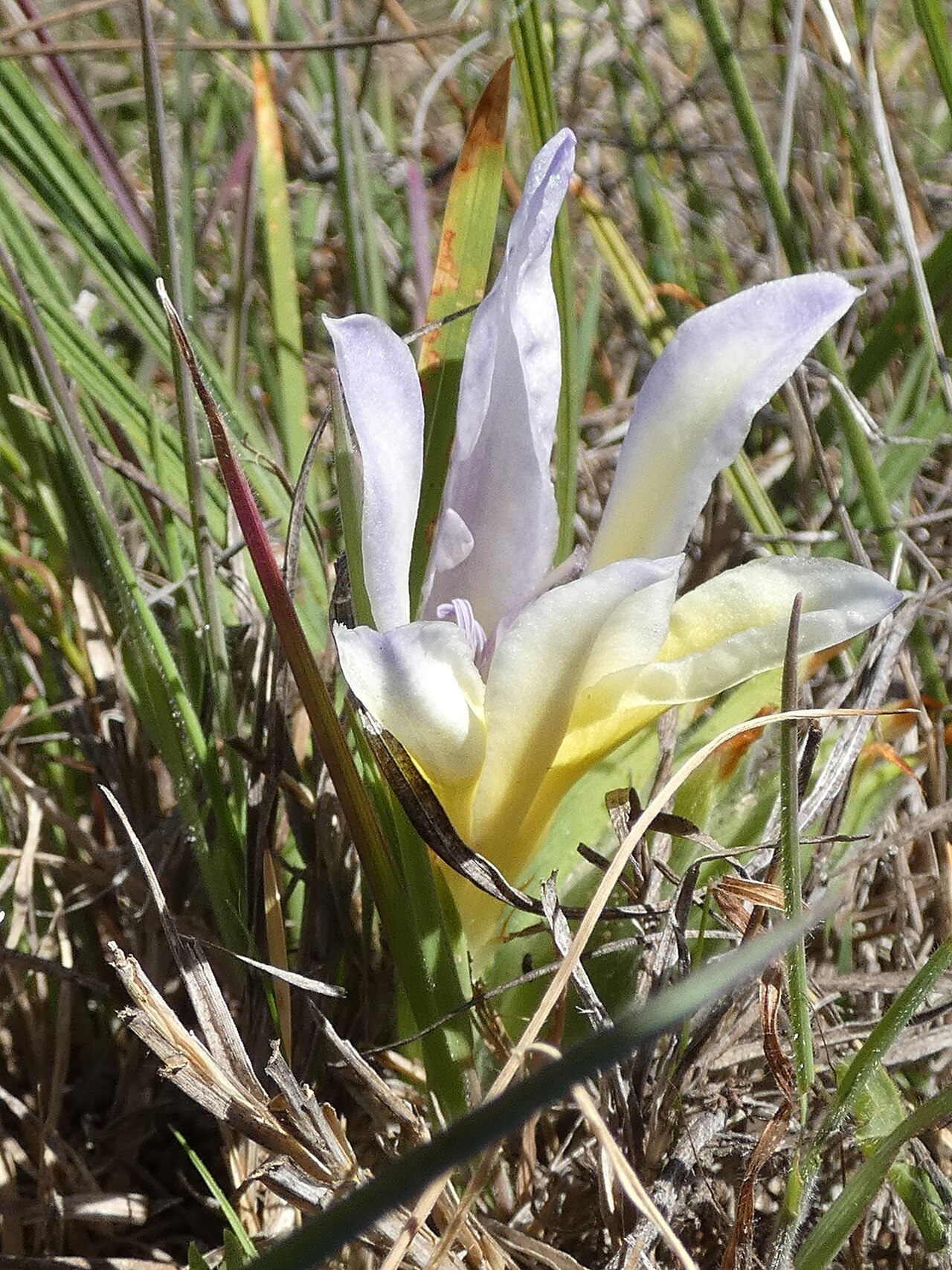 Babiana vanzijliae: Babiana vanzijliae , at Avontuur estate, north of Nieuwoudtville, Northern Cape, Zuid-Afrika