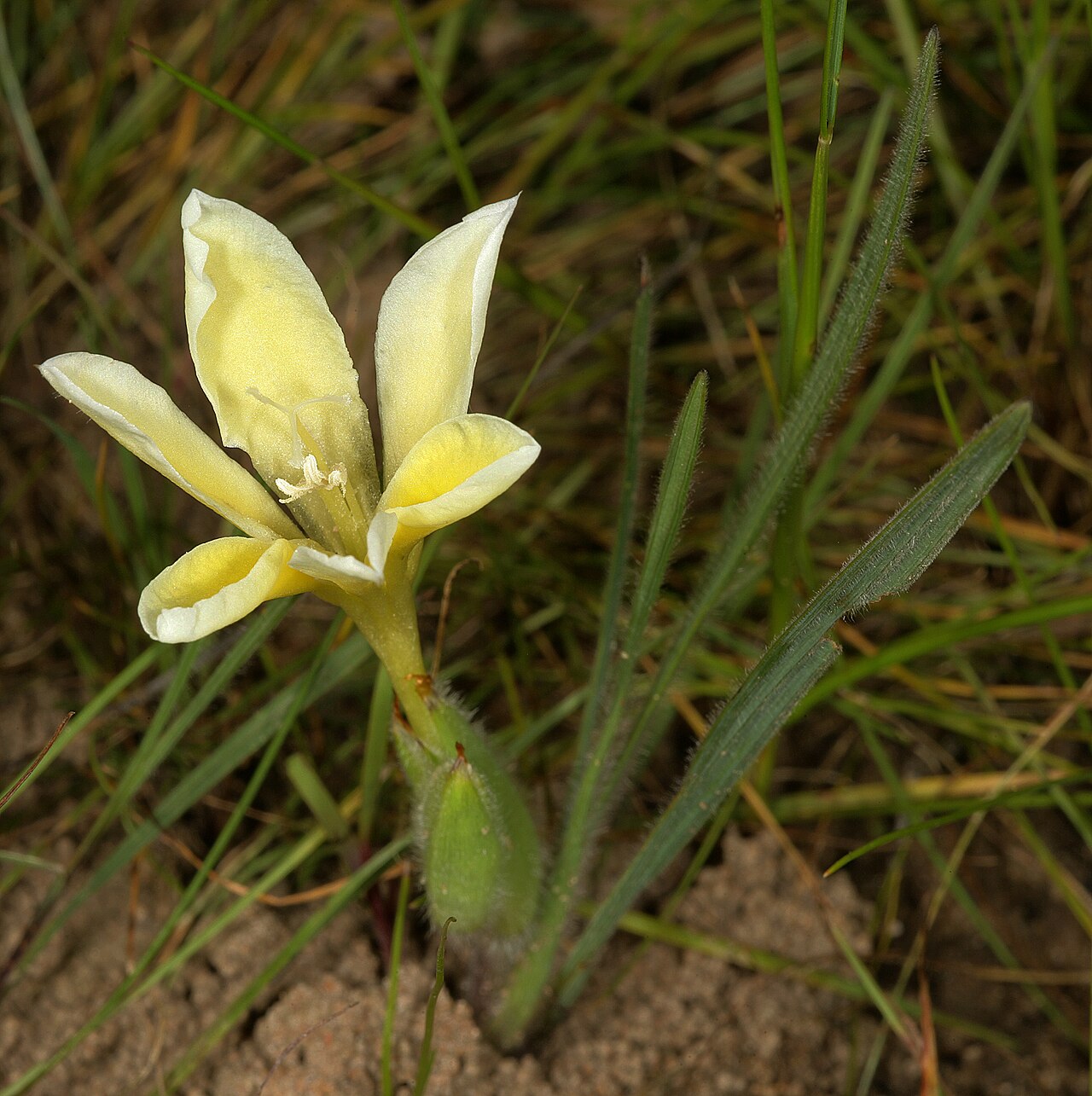 Babiana vanzijliae: Babiana vanzijliae , plant in flower; farm Oorlogskloof, Nieuwoudtville, Northern Cape, South Africa