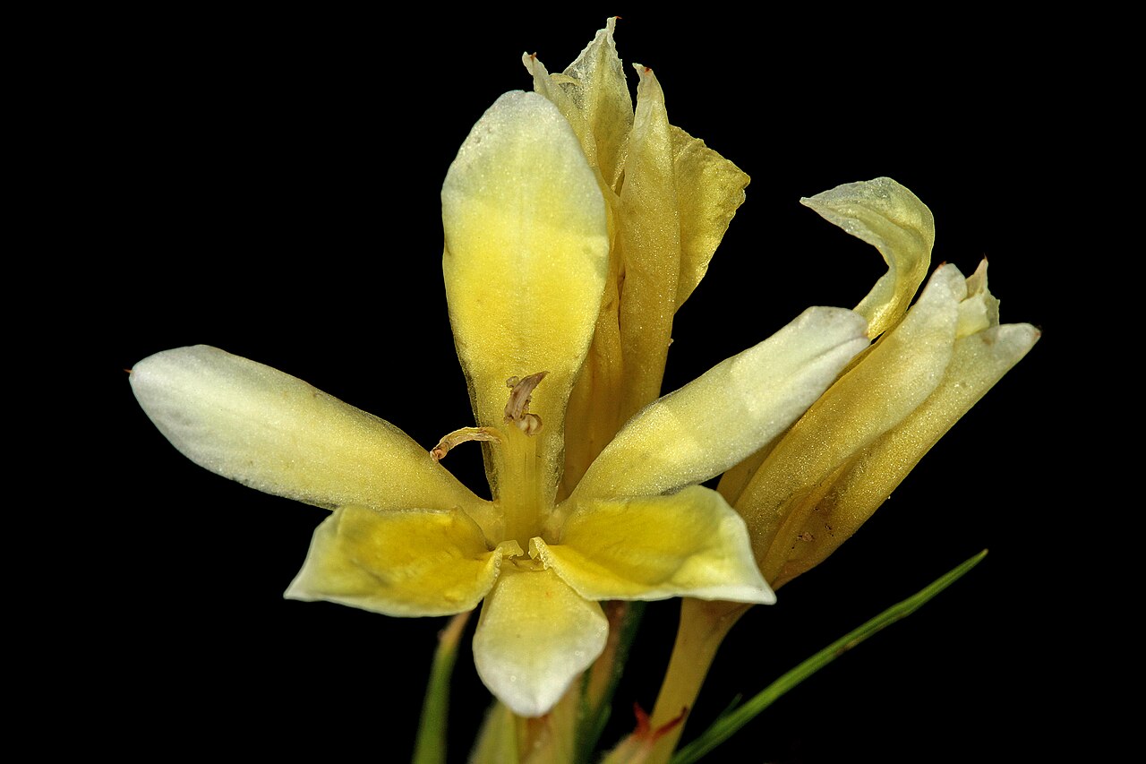 Babiana vanzijliae: Babiana vanzijliae , flowers; farm Oorlogskloof, Nieuwoudtville, Northern Cape, South Africa