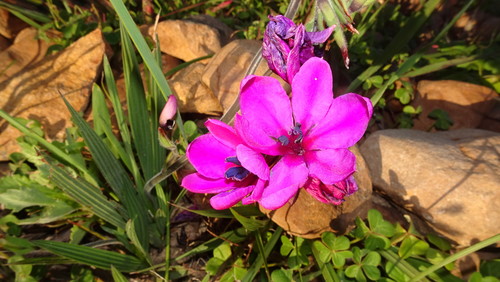 Babiana villosa (Babiana villosa)
