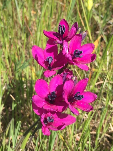 Babiana villosa (Babiana villosa)