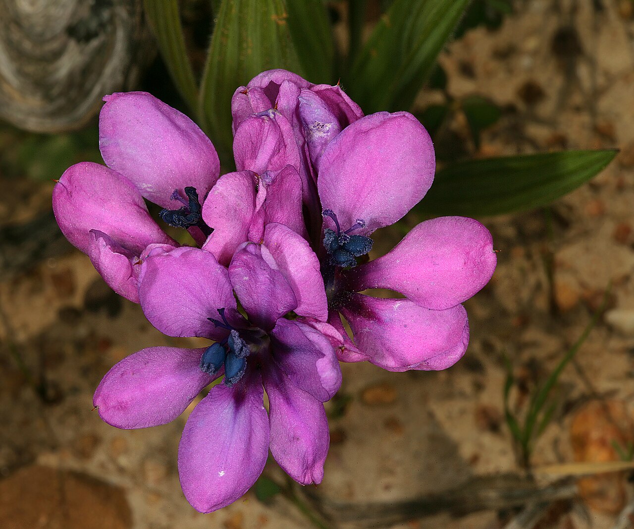 Babiana villosa: Babiana villosa , flowers; relict patch of renosterveld between Wolseley and Tulbagh, Western Cape, South Africa