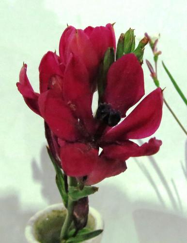Babiana villosa (Babiana villosa)