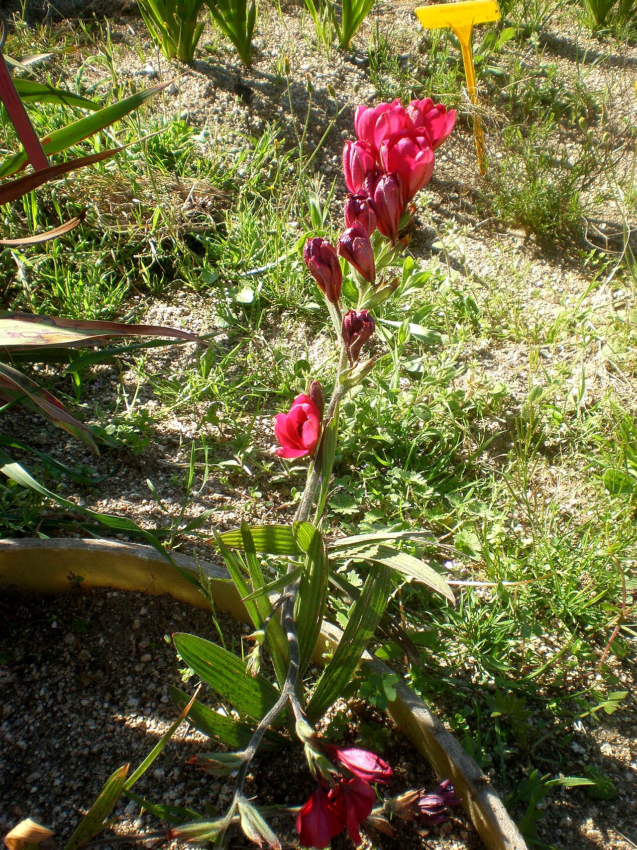 Babiana villosa: Jardín Botánico de Barcelona.