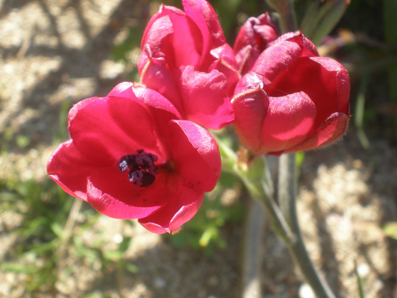 Babiana villosa: Jardín Botánico de Barcelona.