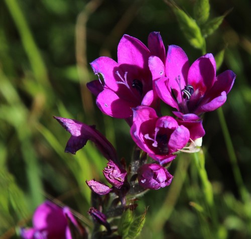 Babiana villosa (Babiana villosa)