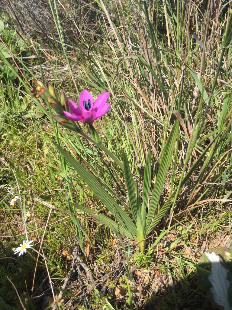 Babiana villosa (Babiana villosa)