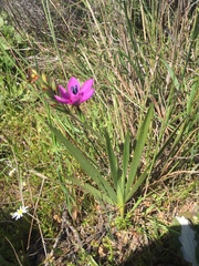 Babiana villosa (Babiana villosa)