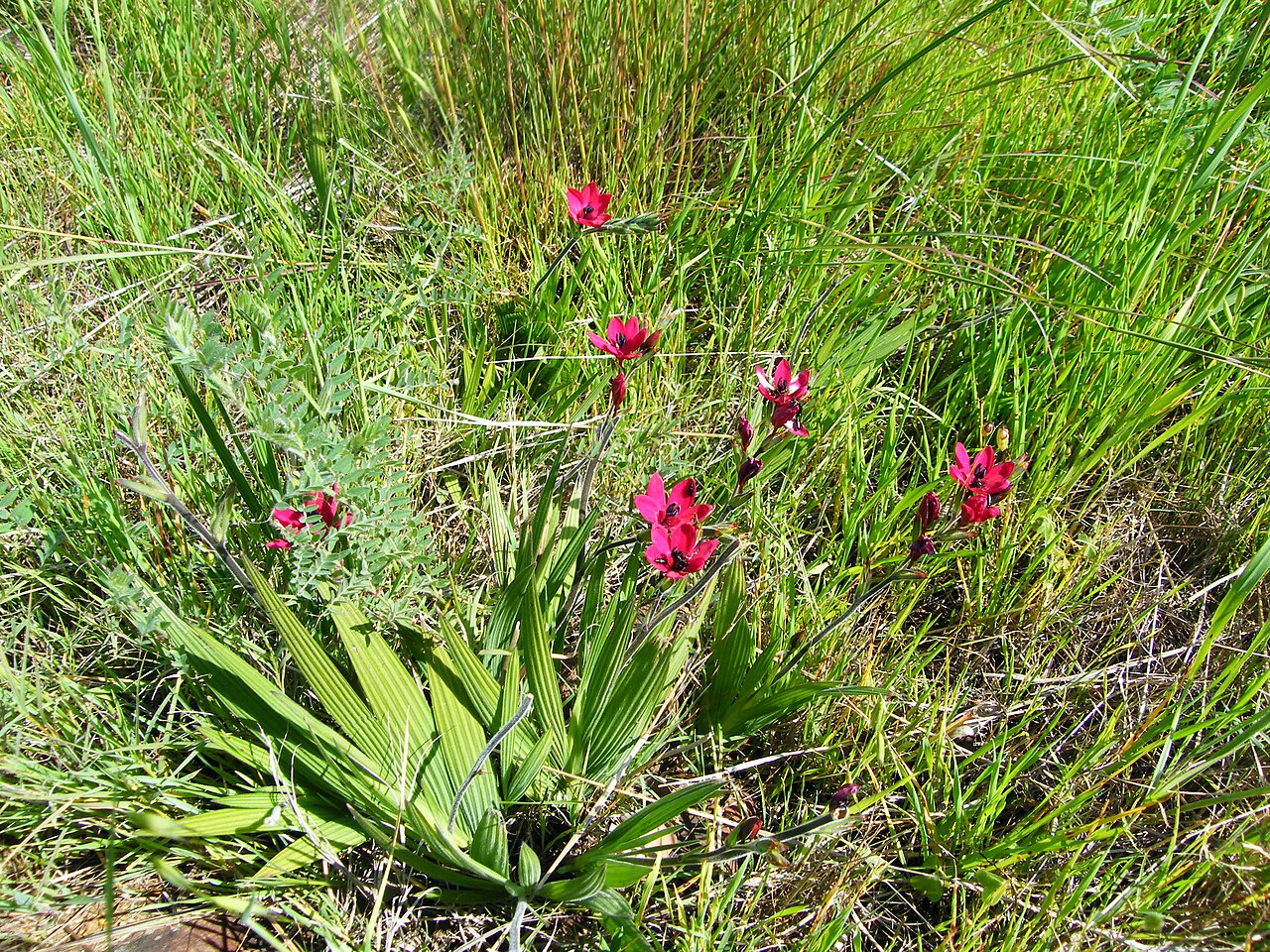 Babiana villosa: Rooibobbejaantjie